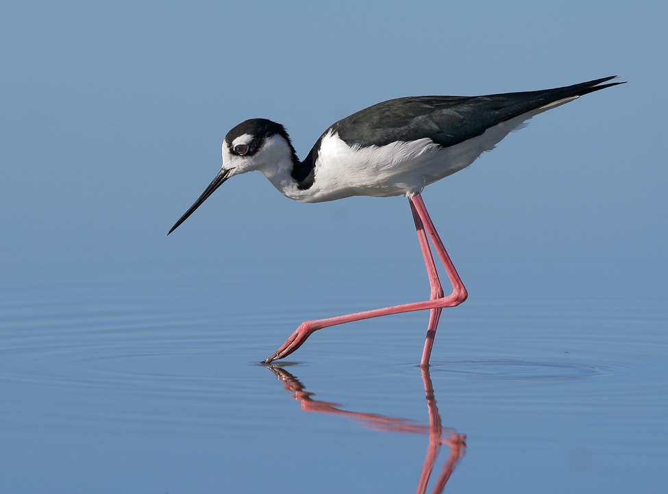 Black-necked Stilt