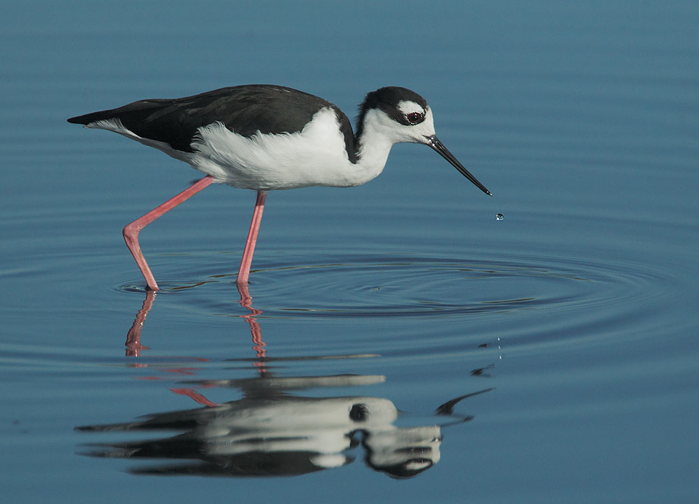Black-necked Stilt