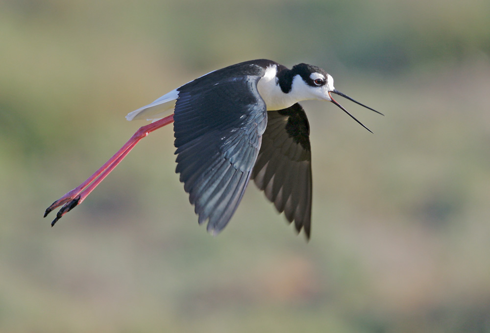 Black-necked Stilt