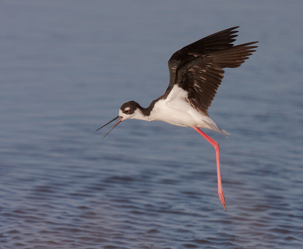 Black-necked Stilt