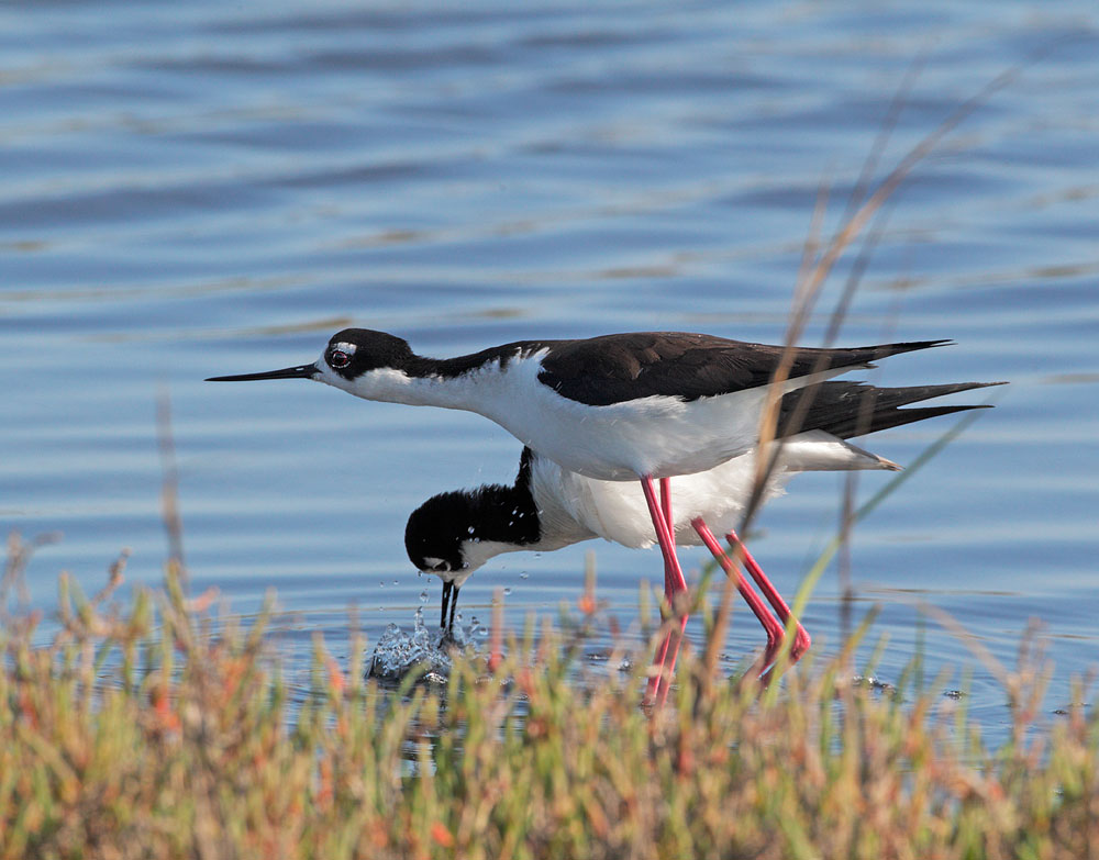 Black-necked Stilts