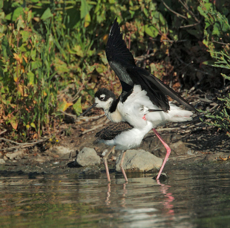 Black-necked Stilts