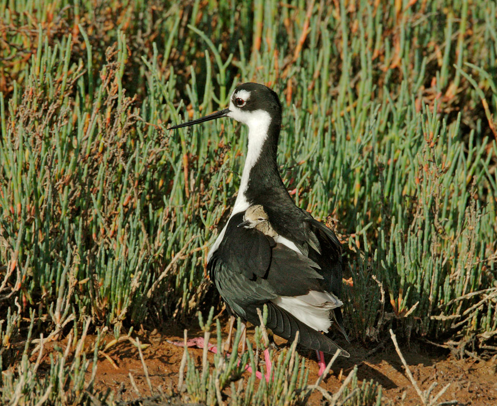 Black-necked Stilts