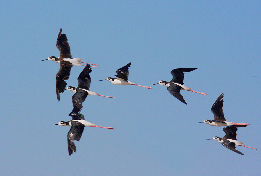 Black-necked Stilts