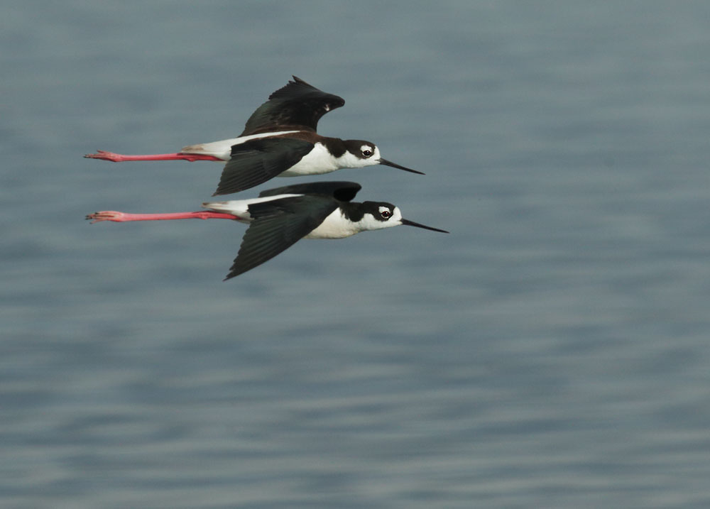 Black-necked Stilts