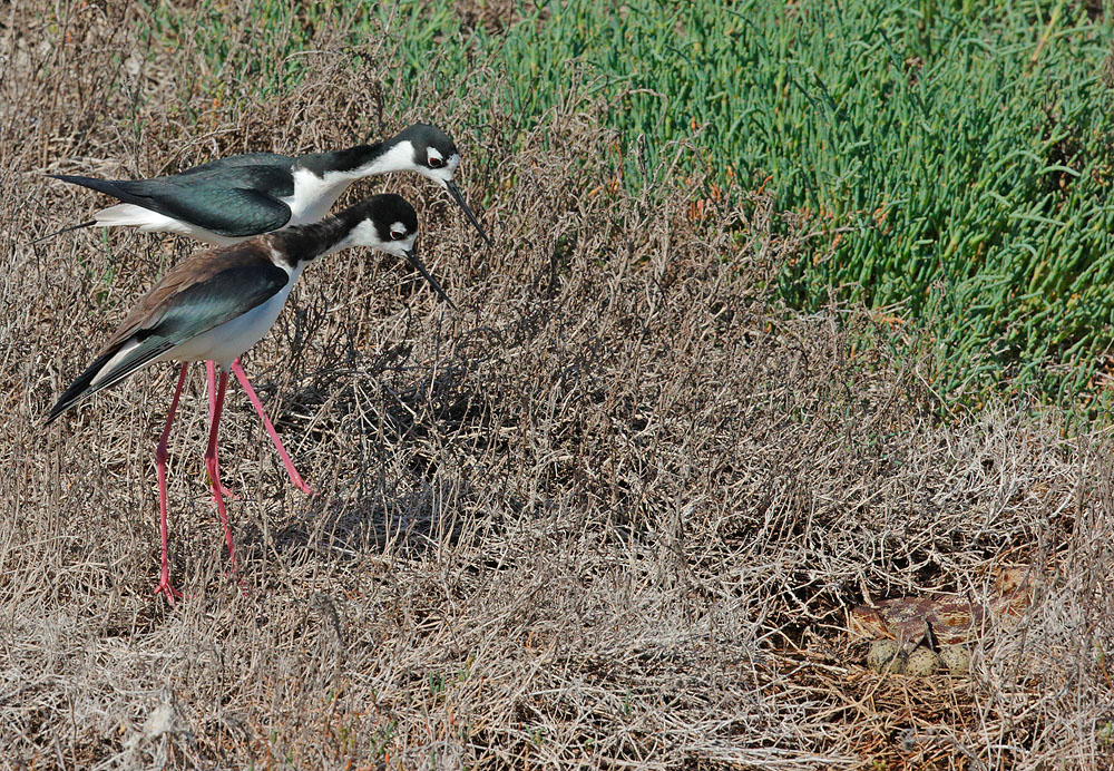 Black-necked Stilts