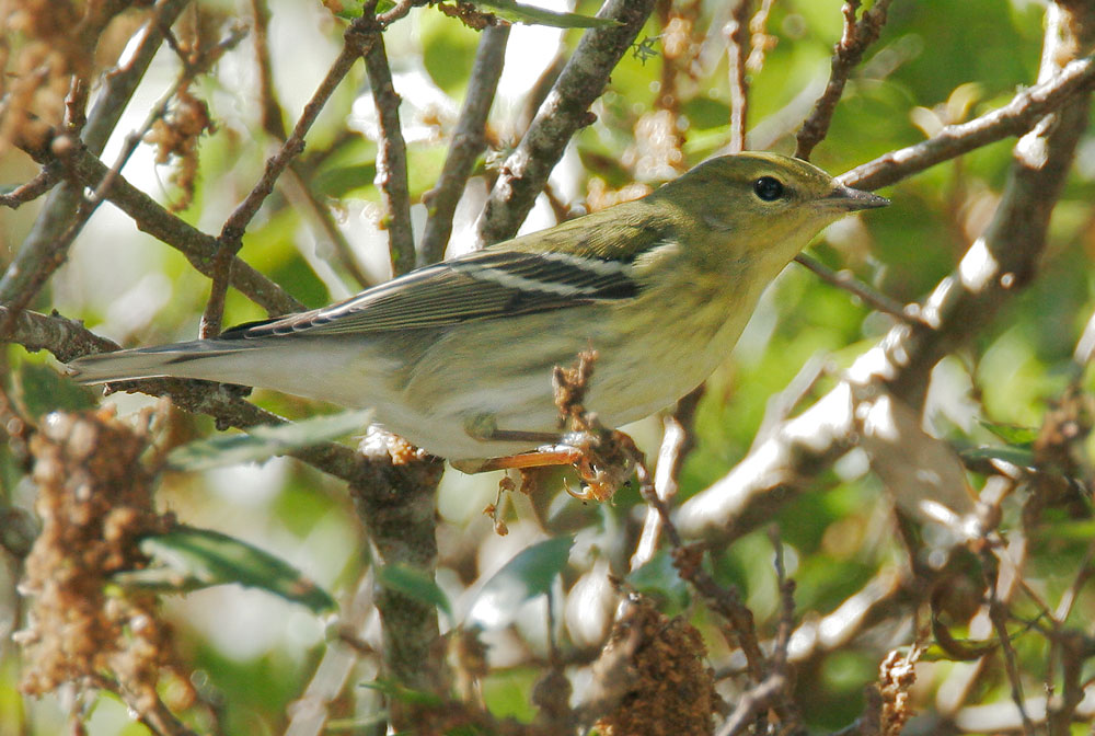 Blackpoll Warbler