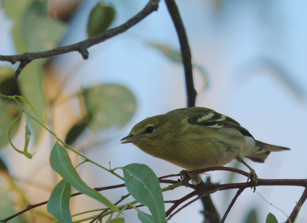 Blackpoll Warbler