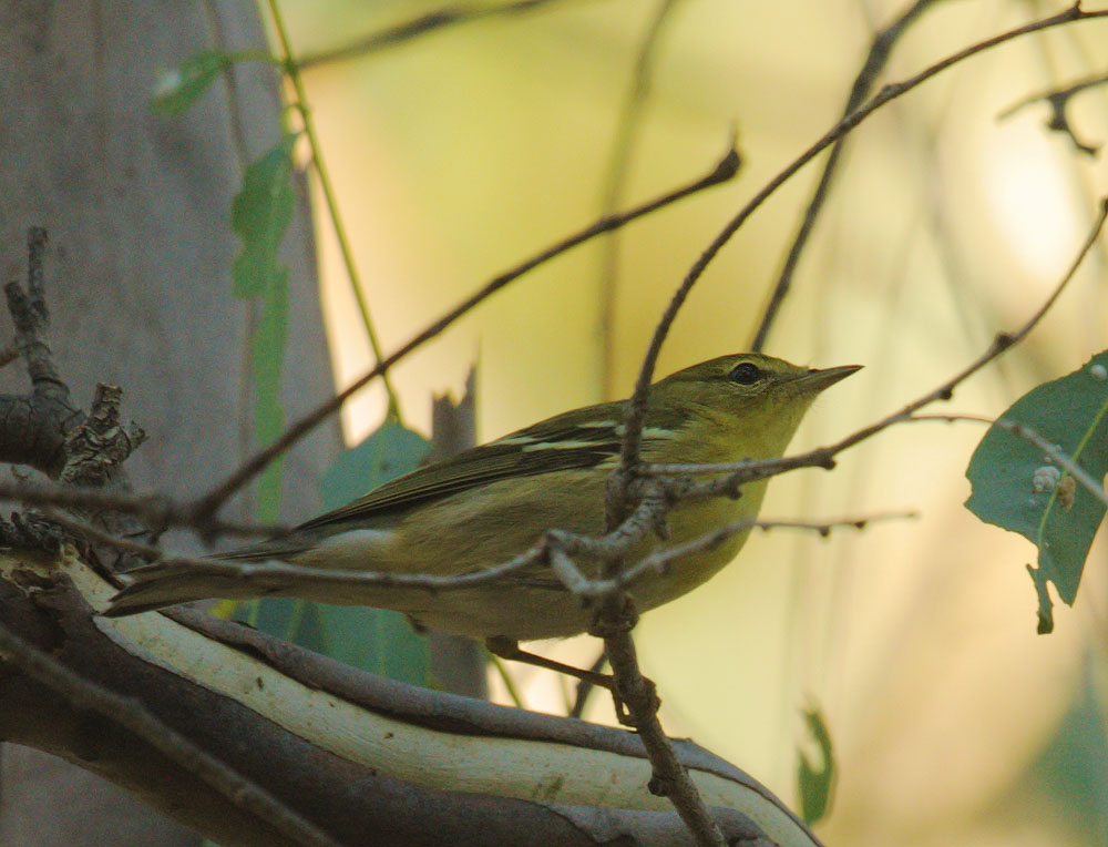 Blackpoll Warbler