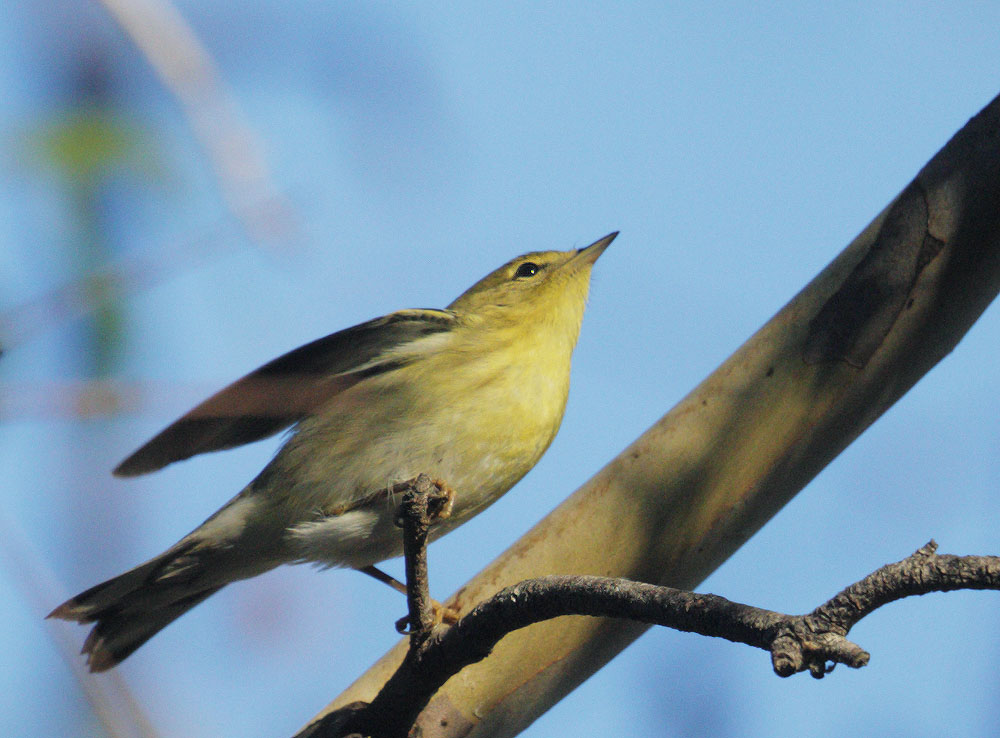 Blackpoll Warbler