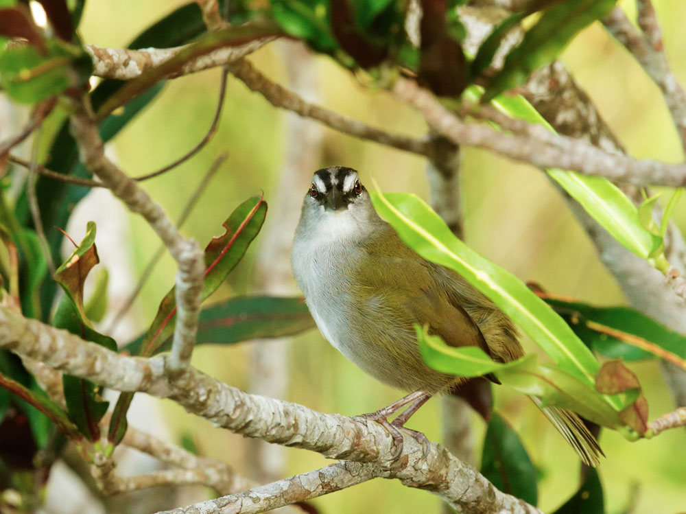 Black-striped Sparrow