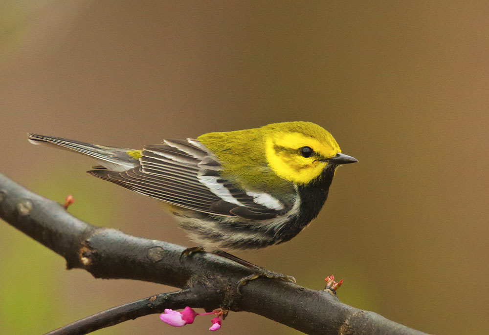 Black-throated Green Warbler