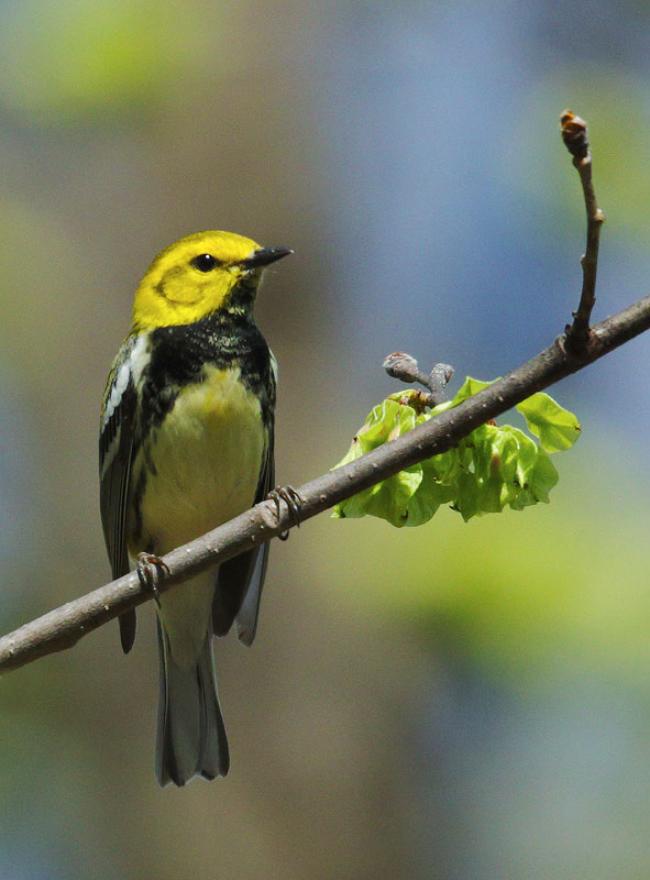 Black-throated Green Warbler