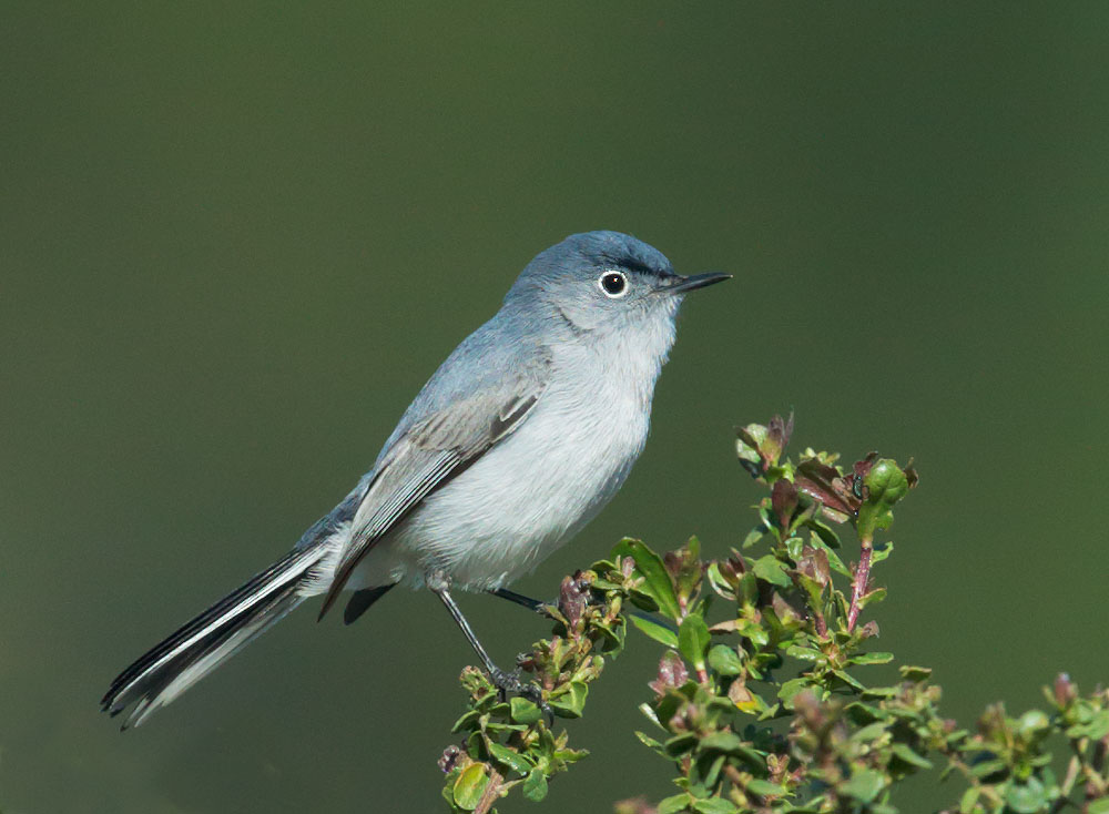 Blue-gray Gnatcatcher
