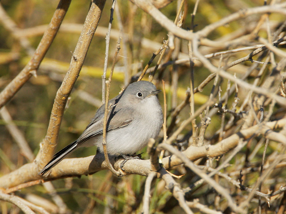 Blue-gray Gnatcatcher