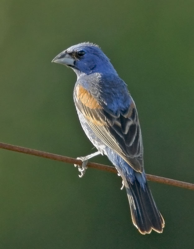 Blue Grosbeak, male, 6/21/08, Pajaro River at Hwy 101