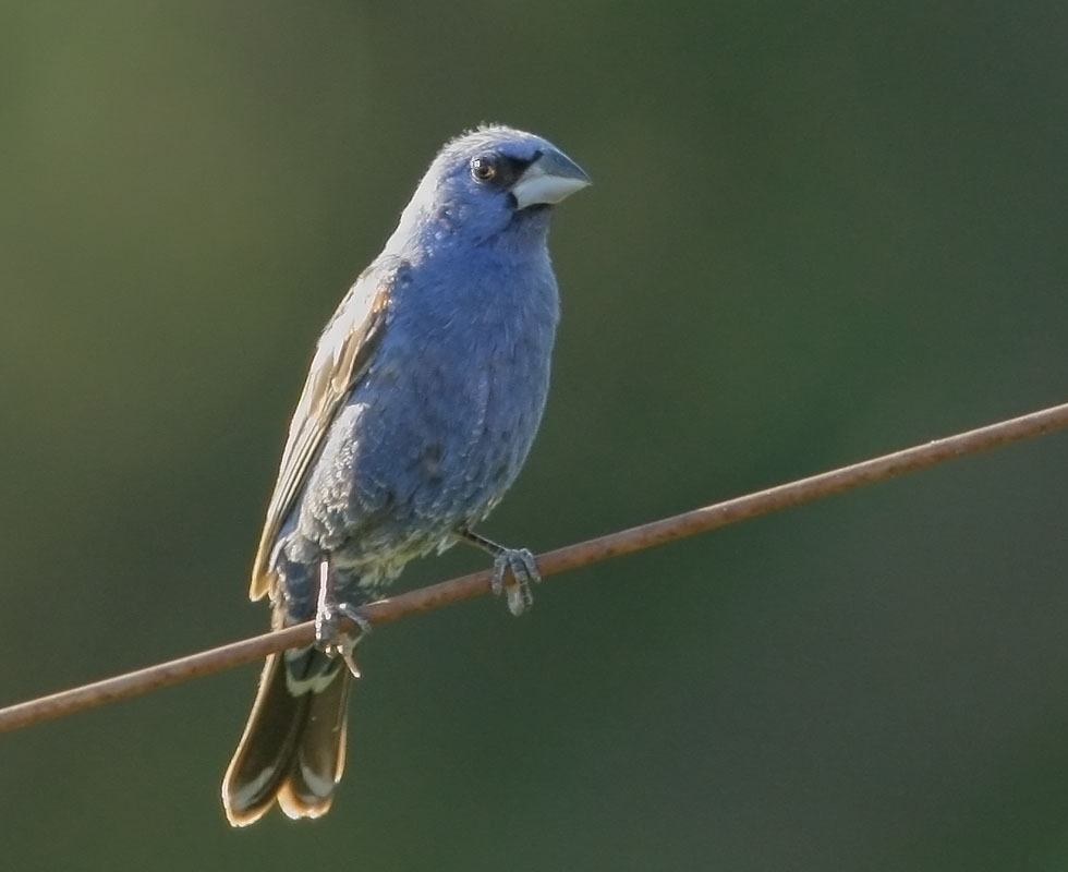 Blue Grosbeak, male, 6/21/08, Pajaro River at Hwy 101