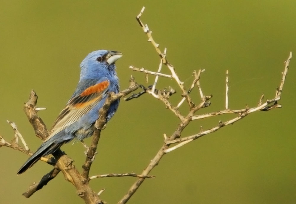 Blue Grosbeak, male, 8/2/08, Procter Road, Madera Canyon, AZ