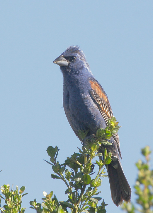 Blue Grosbeak, male, 7/20/07, Pajaro River at 101