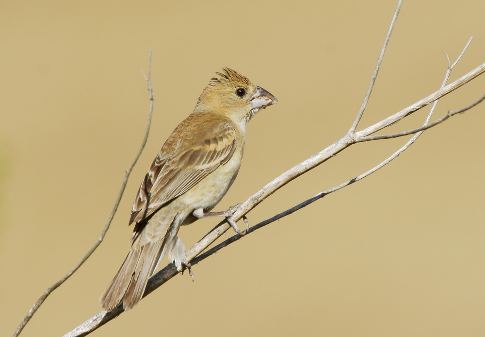 Blue Grosbeak, female, 7/20/07, Pajaro River at 101