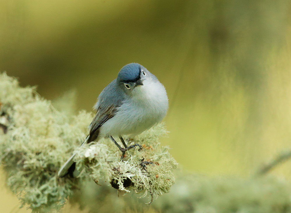 Blue-gray Gnatcatcher