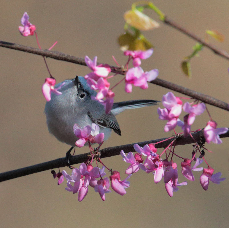 Blue-gray Gnatcatcher