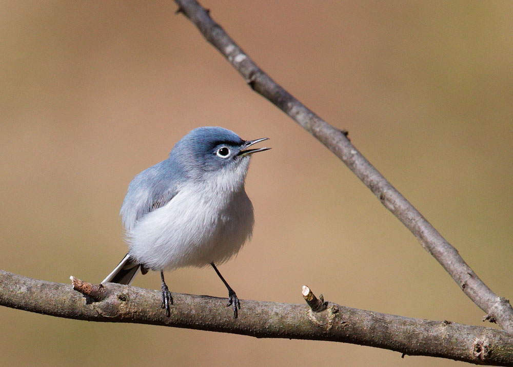 Blue-gray Gnatcatcher