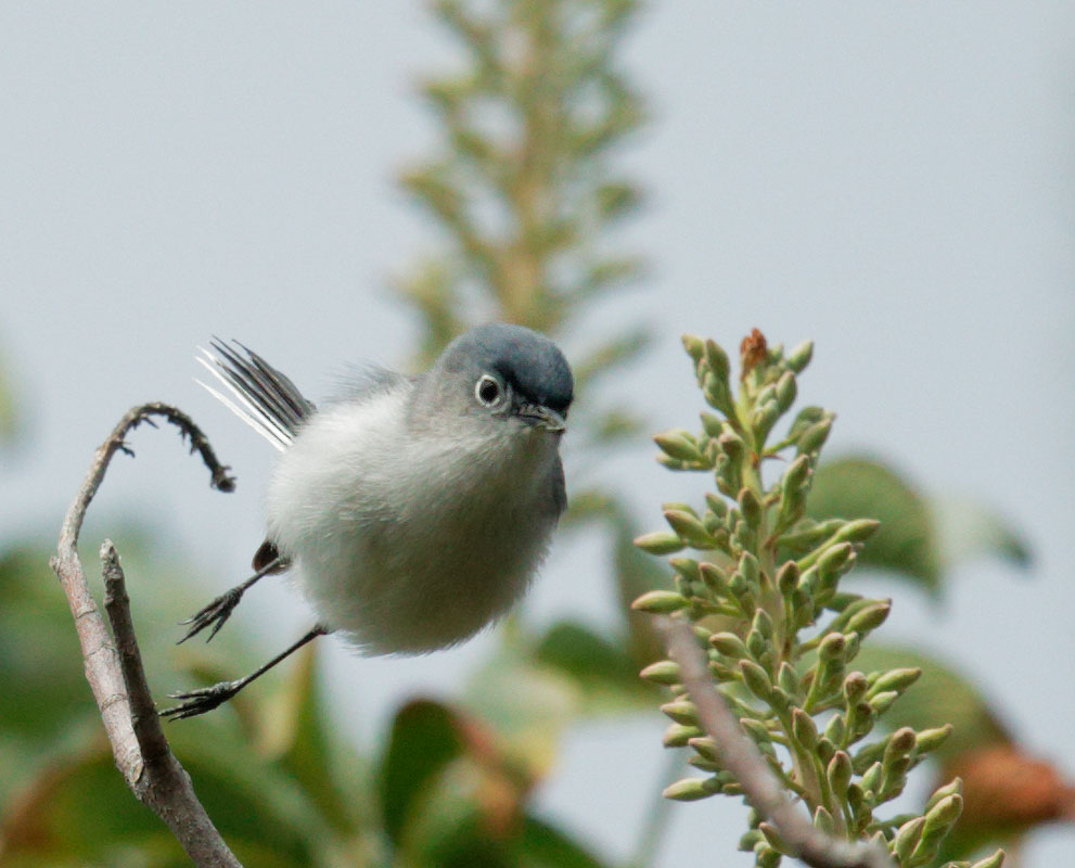 Blue-gray Gnatcatcher