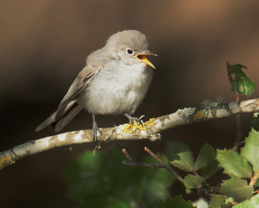 Blue-gray Gnatcatcher