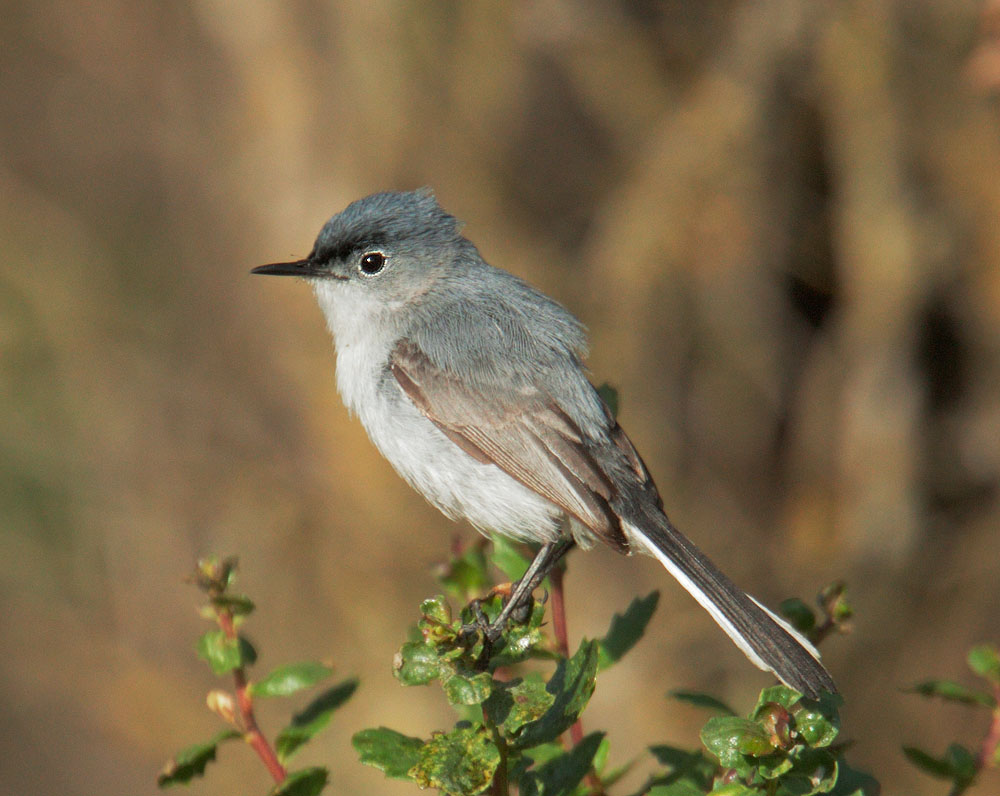 Blue-gray Gnatcatcher