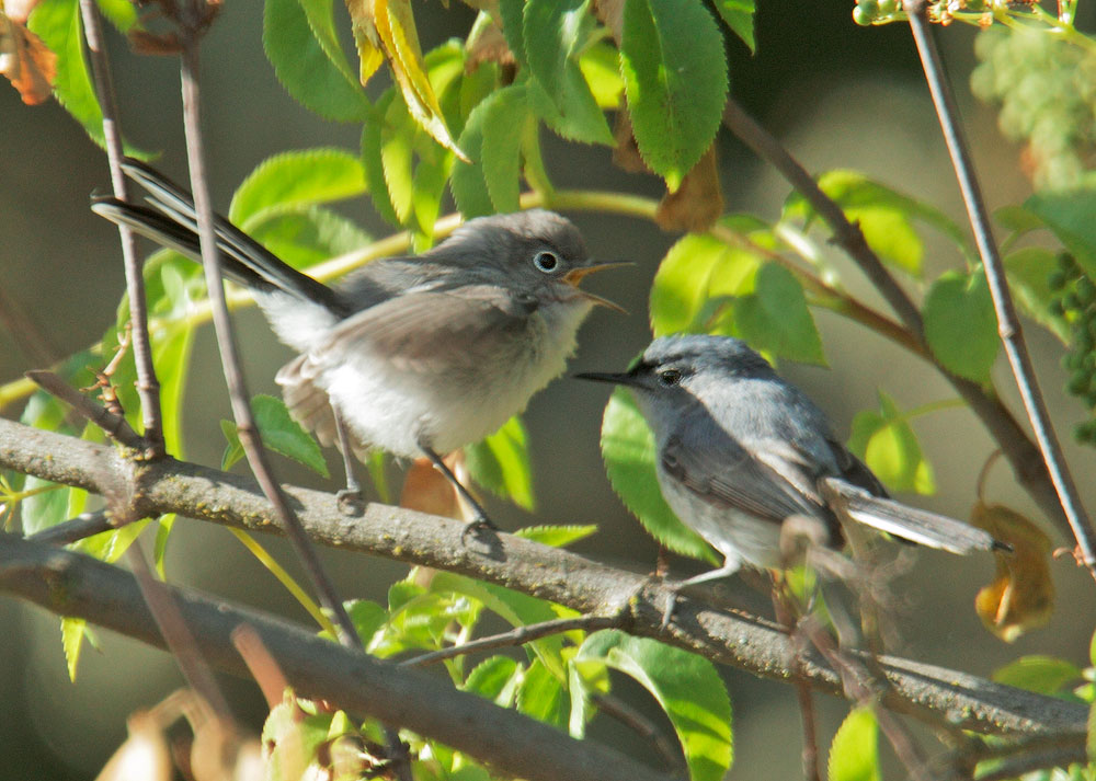 Blue-gray Gnatcatcher