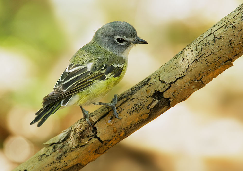 Blue-headed Vireo