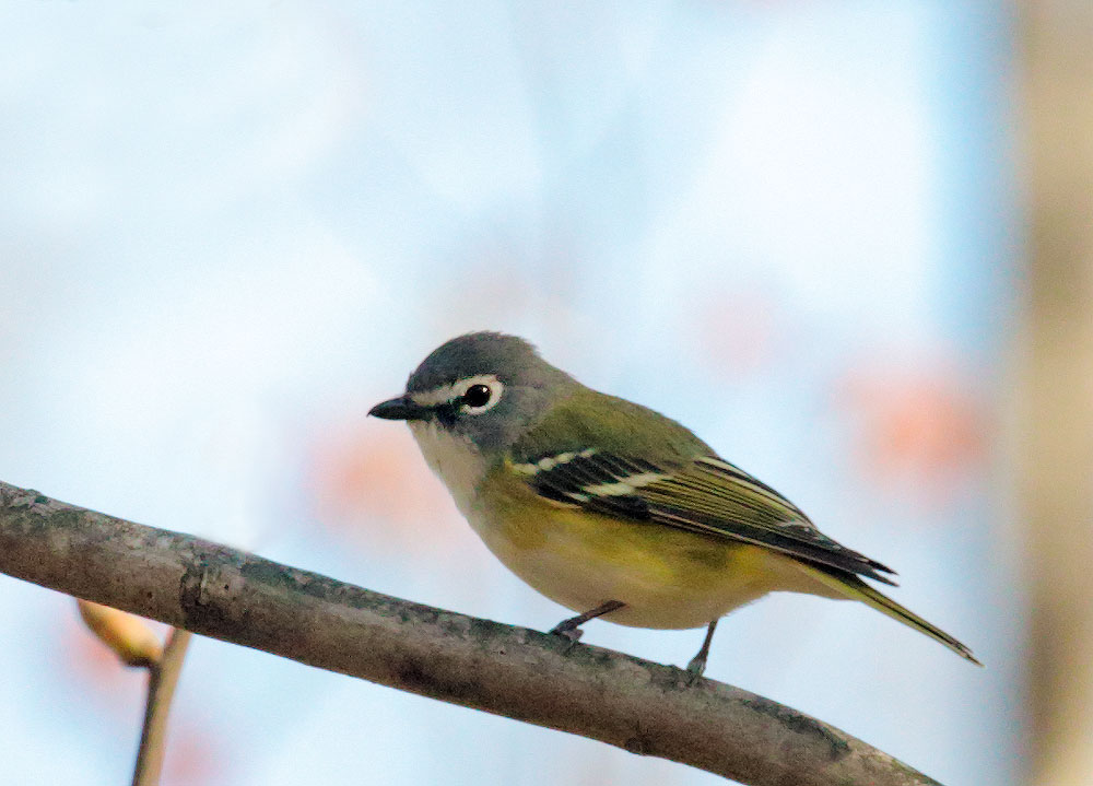 Blue-headed Vireo