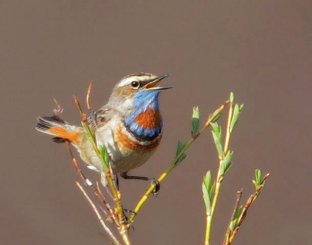 Bluethroat