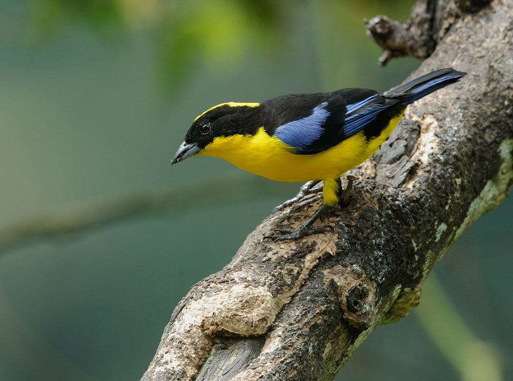 Blue-winged Mountain-Tanager