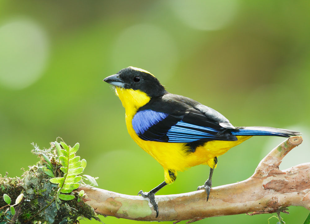 Blue-winged Mountain-Tanager