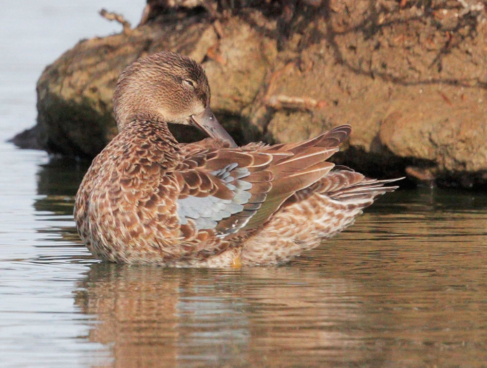 Blue-winged Teal