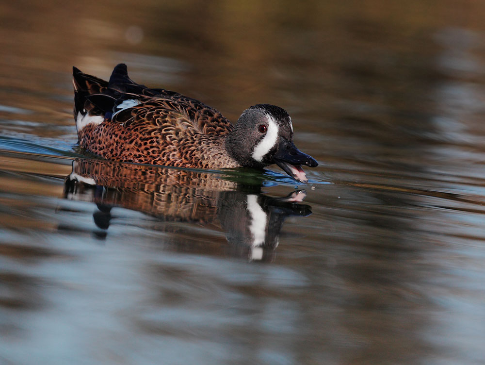 Blue-winged Teal