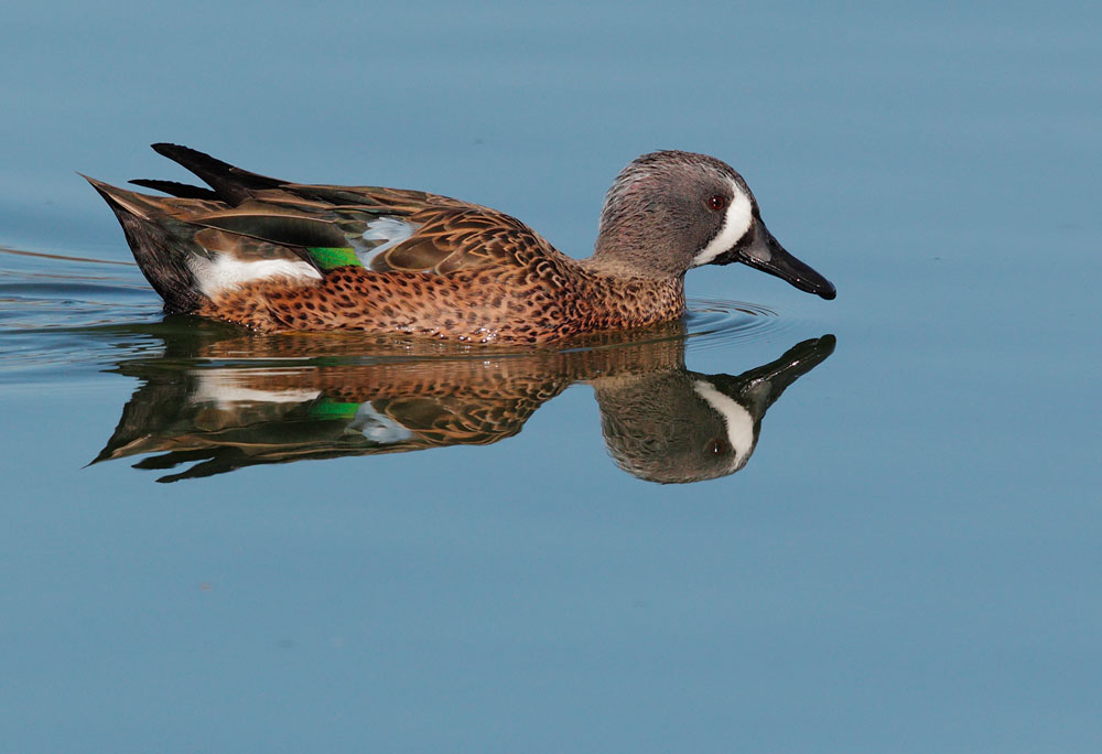 Blue-winged Teal