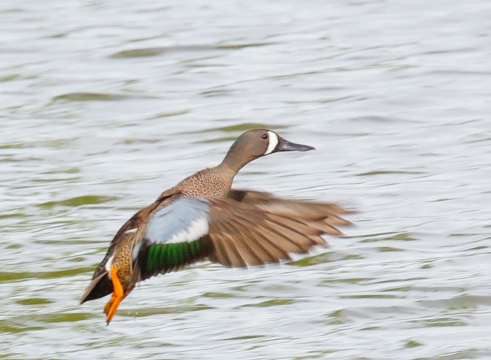 Blue-winged Teal