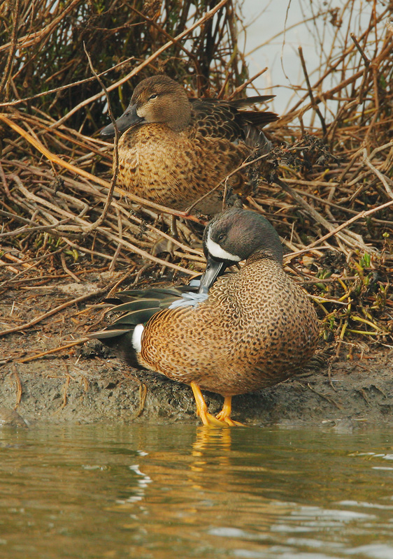Blue-winged Teal