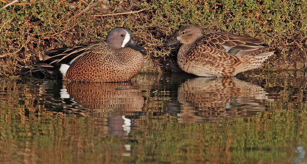 Blue-winged Teal