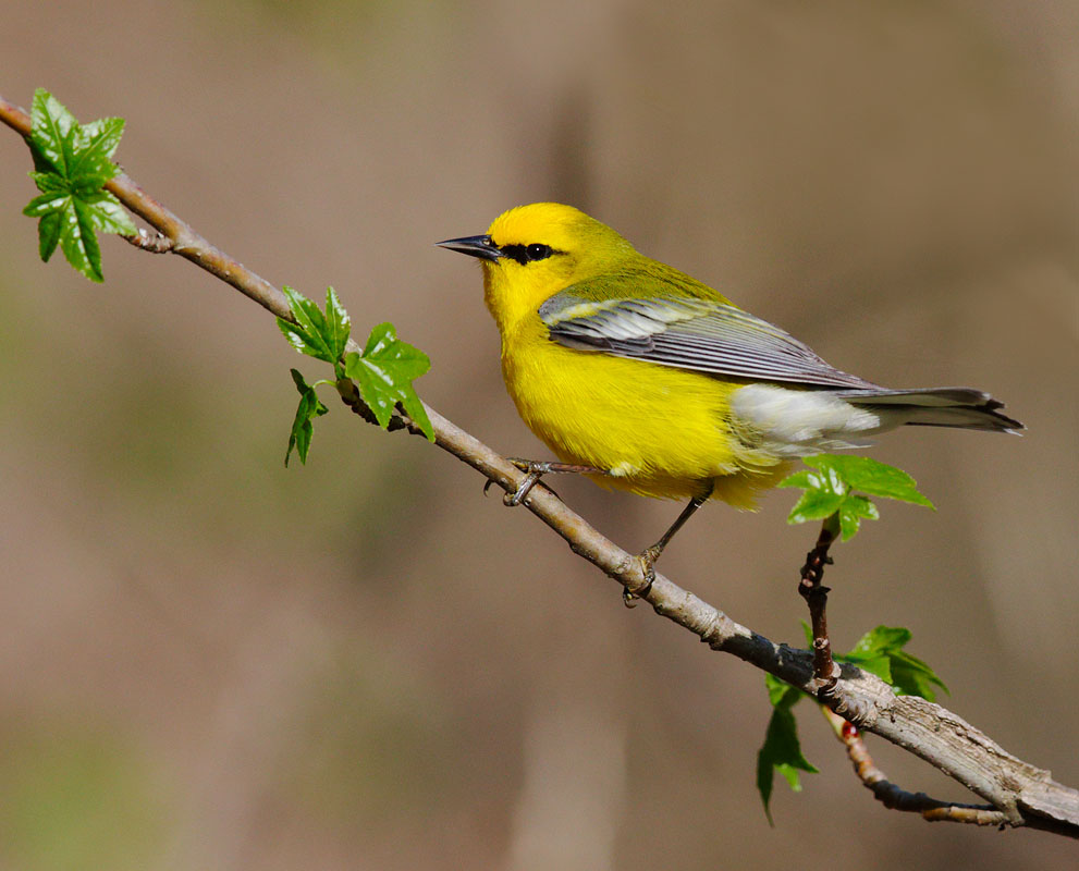 Blue-winged Warbler