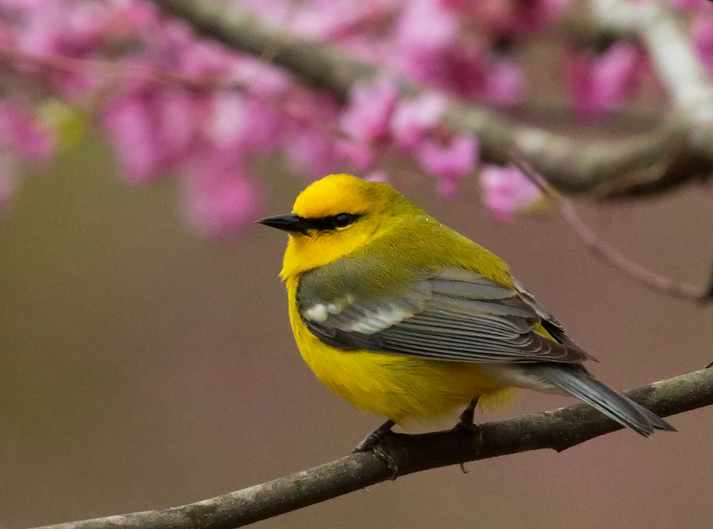 Blue-winged Warbler