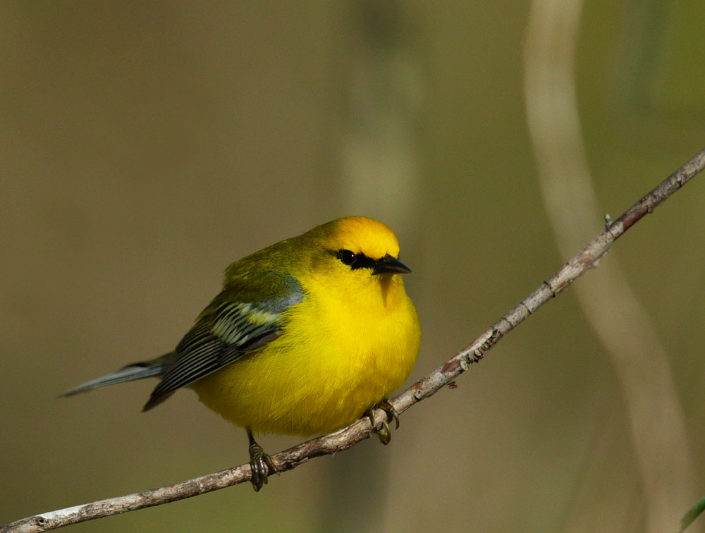 Blue-winged Warbler