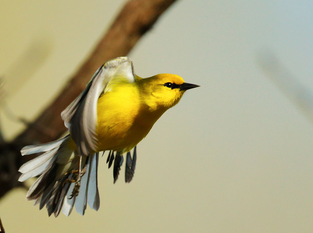 Blue-winged Warbler