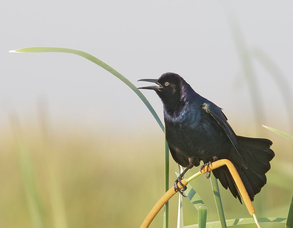 Boat-tailed Grackle