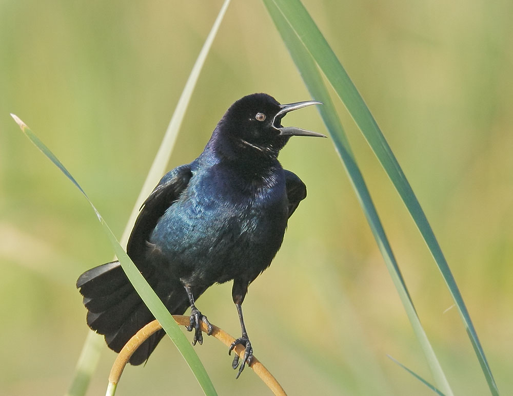 Boat-tailed Grackle
