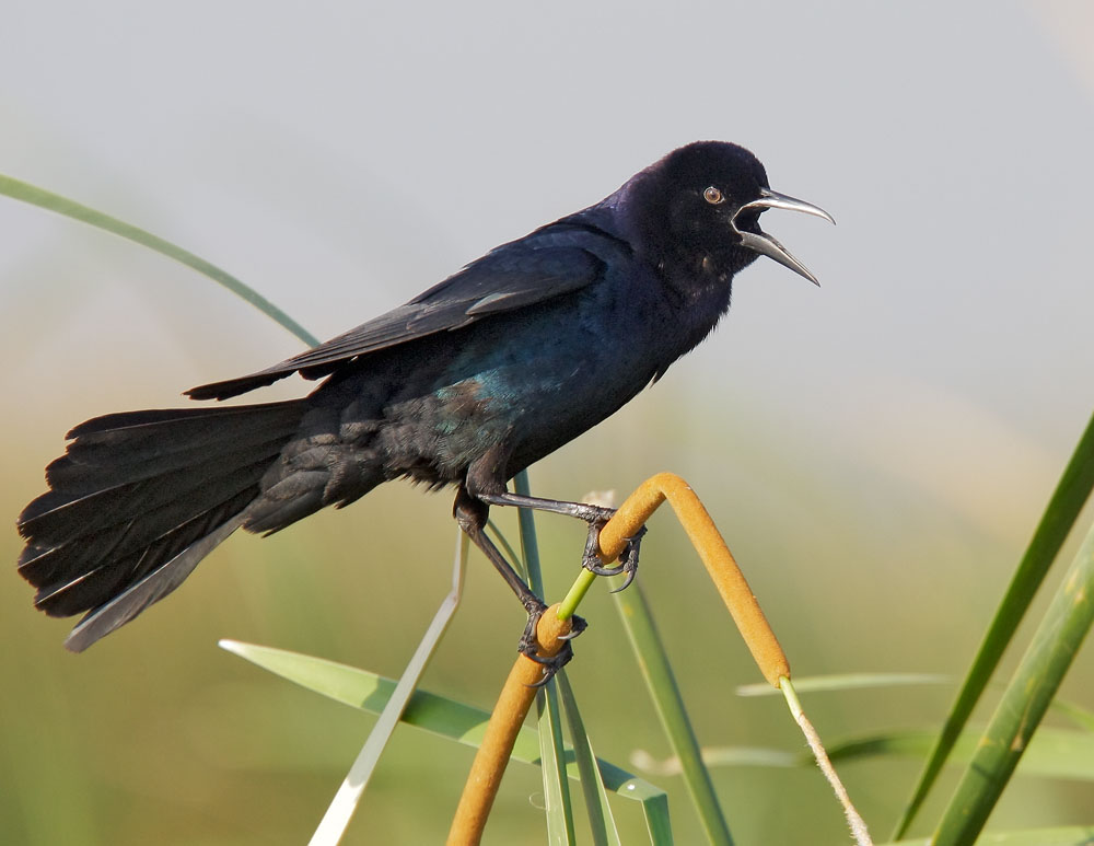 Boat-tailed Grackle