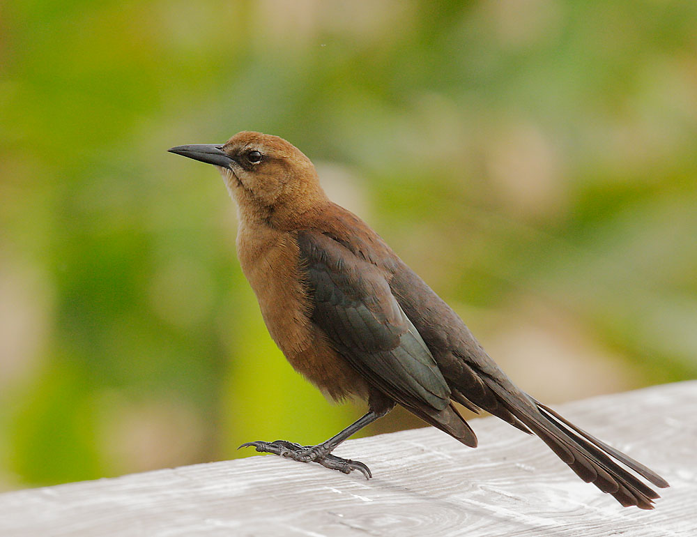 Boat-tailed Grackle